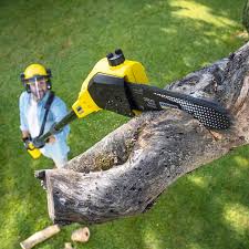  Cedar Springs, MI Tree Removal and Landscaping Services Pros